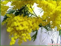 Дівчата зі Святом 8 Березня! Країна Мам березня
