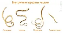 глисти