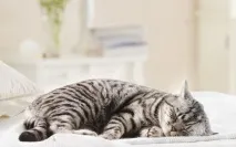 котката много