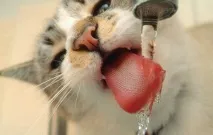 вода както