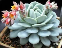 видове echeveria