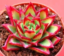видове echeveria