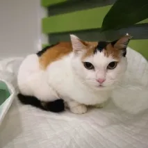 клиника клиника