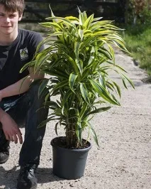 домашна грижа снимка домашна грижа снимка