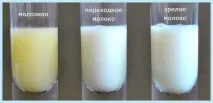 бременността млякото