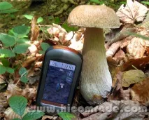 гъбаря гъбаря