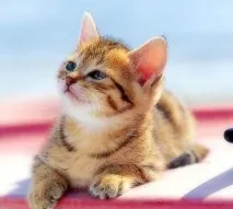 котешкия източникът