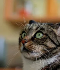 източникът котешкия