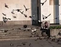 нападат 2011