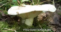 млечни гъби