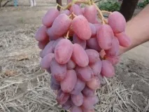 Гібридні форми В форми