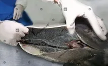 натурален белуга
