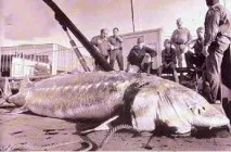 Ікра білуги види та властивості властивості
