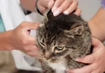 инфекциозни котки