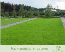 Штучні та натуральні види рулонних газонів види