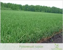 Штучні та натуральні види рулонних газонів рулонних