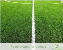 Штучні та натуральні види рулонних газонів натуральні