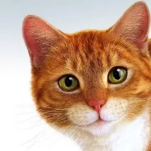 навици котките домашен любимец