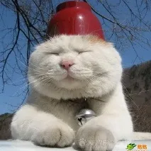 домашен любимец котешки