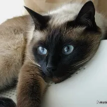 навици котките навици