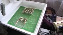 Як виготовити інкубатор для перепелів спосіб виготовлення інкубатора з пінопласту та лотків для інкубатор
