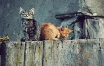 Яка порода у кота з плескатим носом, Наші кішки та собаки носом