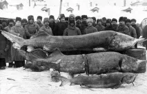 Яка велика риба водилася у Волзі(Фото) водилася