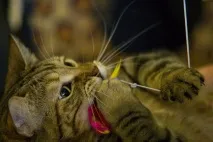 играчки котка