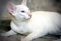 Яка порода у кота з плескатим носом, Наші кішки та собаки кота