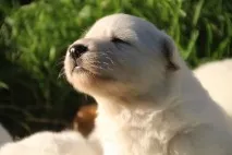 наші
