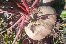 Як ми отримали хороший урожай органічних буряків, Природне здоров’я буряків