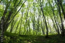 Як ми отримали хороший урожай органічних буряків, Природне здоров’я буряків