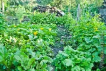 Як ми отримали хороший урожай органічних буряків, Природне здоров’я хороший