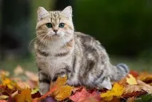 Які можуть бути забарвлення у домашніх котів Любителі котів та котів забарвлення