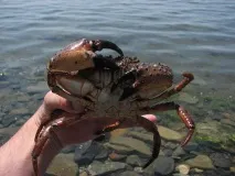 ловим раци