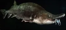 Яка велика риба водилася у Волзі(Фото) волзі