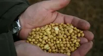 сорт начина