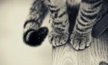 котка изберете