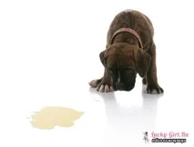 пише кучето