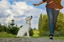 місця
