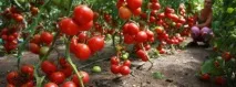 Як спланувати грядки на городі посадки у круглих грядках, як розсадити овочі спланувати
