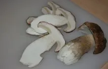 домашни домашни