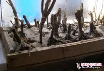 далии съхранявате