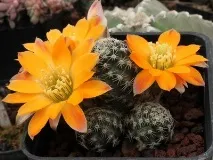 rebutia описание