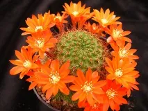 rebutia описание