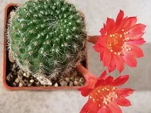 cactus описание