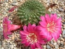 rebutia cactus