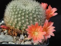 rebutia rebutia