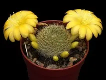 rebutia описание