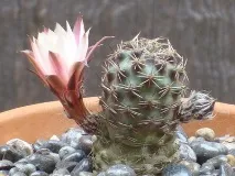 cactus описание